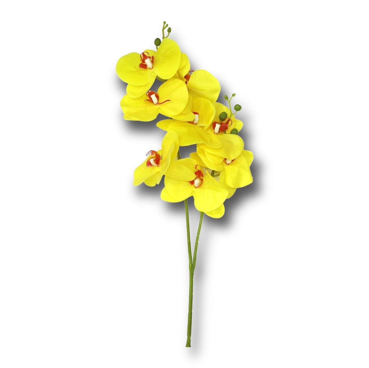 flor orquidea